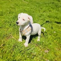 Kirby sucht ein Körbchen, Hund zur Adoption