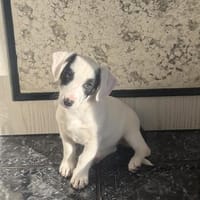 Lilo ein tolles Mädchen, Hündin zur Adoption