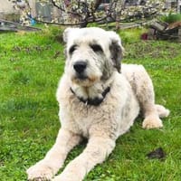 Perla💕wartet in 19372 Karrenzin, Hündin zur Adoption