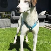 ALDO - so ein süßer Knirps, Hund zur Adoption