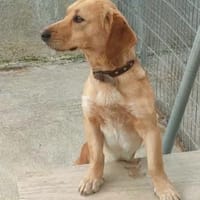 Freundlicher Rudi sucht Anschluß, Hund zur Adoption