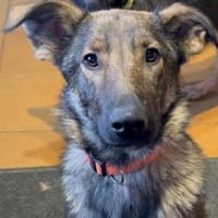 Liebenswerte Gracie, Hündin zur Adoption