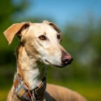 Der elegante Vito, Hund zur Adoption