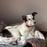 Freundliche, soziale Finnie sucht dich, Hündin zur Adoption