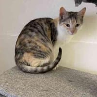 Bonny, gern als Zweitkatze, Katze zur Adoption