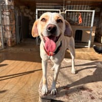 Mutige Willow, Hündin zur Adoption