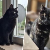 Bollicina & Bollina, Katze zur Adoption