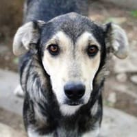 Der liebe Grisu verzauberte uns sofort!, Hund zur Adoption