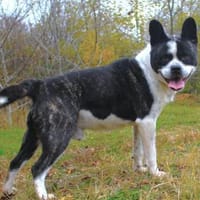 Jacko-Liebevoller Begleiter, Hund zur Adoption