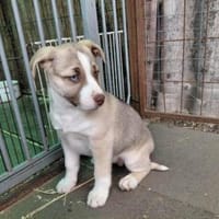 Anka sucht einfühlsame Menschen, Hündin zur Adoption