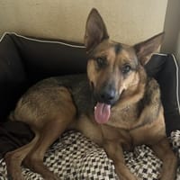 Thor sucht ein Zuhause!, Hund zur Adoption
