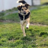 Amis sucht Zuhause  oder Pflegestelle, Hund zur Adoption