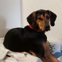 PICO, Hund zur Adoption