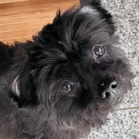 Leonie wäre gerne Prinzessin, Hündin zur Adoption