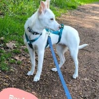 💙Paula DE - unsicher, rohdiamant💙, Hündin zur Adoption