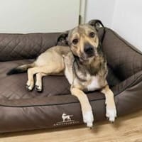 Wer schenkt Kirnkin ein Zuhause?, Hund zur Adoption