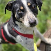 Kleine Traumhündin Bonny sucht Zuhause, Hündin zur Adoption