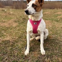 Julieta sucht erfahrene, liebe Menschen, Hündin zur Adoption