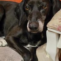 Ruhige Hündin sucht ein Zuhause, Hündin zur Adoption