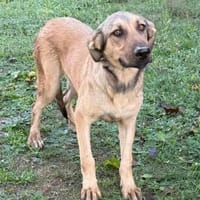 Knuddelbär Stitch sucht seine Menschen, Hund zur Adoption