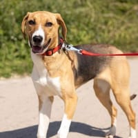 Die schöne Molly sucht DICH!, Hündin zur Adoption