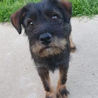 Struppi sucht seine Familie 🐾, Hund zur Adoption