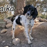 Die fröhliche Laika, Hündin zur Adoption