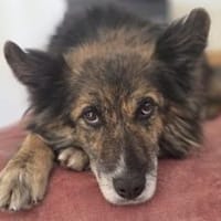 Ruhige und sanfte Seele Juni sucht Zuhau, Hündin zur Adoption