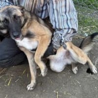 Filicitas 52 cm (Pflegestelle), Hündin zur Adoption