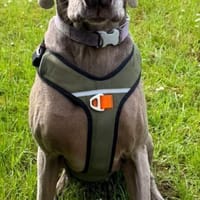 Drogo ein stattlicher, lieber Rüde, Hund zur Adoption