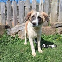 GIORGIA, Hündin zur Adoption