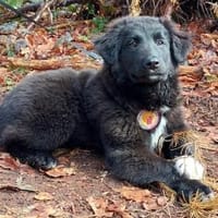 Süßer Baxter will mit dir durchstarten, Hund zur Adoption