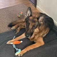 Ricky - Schäferhundfans gesucht, Hund zur Adoption