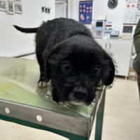 Trash, aus dem Müll gerettet, Hund zur Adoption