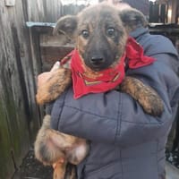 Mila wartet auf ihre Familie, Hündin zur Adoption