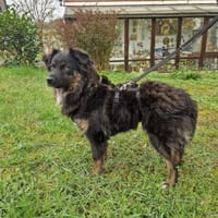 Bella, Hündin zur Adoption