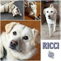 RICCI * Herzenshund für Herzensmensch, Hund zur Adoption