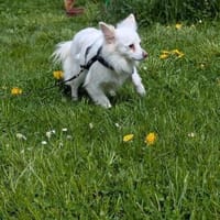 Lena, Kleinspitz Mädchen geb. 01/2023, Hündin zur Adoption