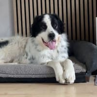 Arno, Hund zur Adoption