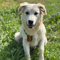 Freundlicher Fraenky, 8 Monate,  Grieche, Hund zur Adoption