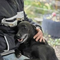 Levin, Hund zur Adoption