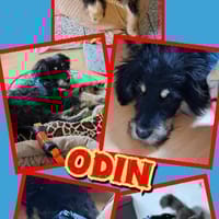 toller Welpenjunge Odin auf PS 91286, Hund zur Adoption