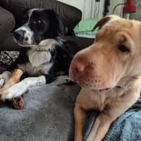 Ted & Millie - unzertrennliche Freunde, Hund zur Adoption
