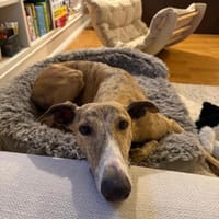 Pepe - Herzensbrecher sucht sein Zuhause, Hund zur Adoption