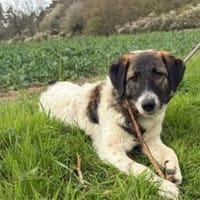 Kleiner Wonneproppen Süntje, Hündin zur Adoption