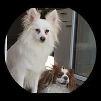 Dave wünscht sich eine Familie, Hund zur Adoption