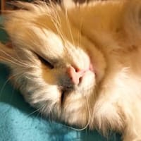 Biancone..., Kater zur Adoption