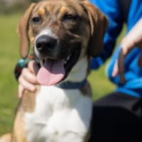 Der schöne Bruno sucht DICH!, Hund zur Adoption