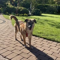 Ich bin der Bobby ❤, Hund zur Adoption