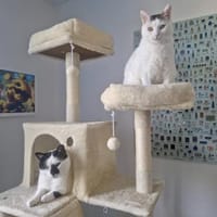 Sake und Rumi aus dem Tierschutz, Katze zur Adoption